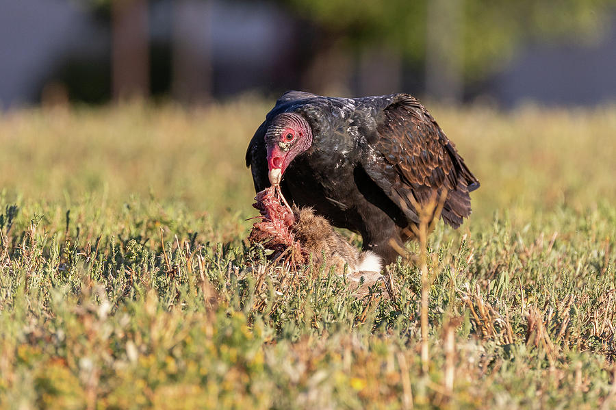 Turkey Vulture Enjoys Dinner Photograph by Tony Hake