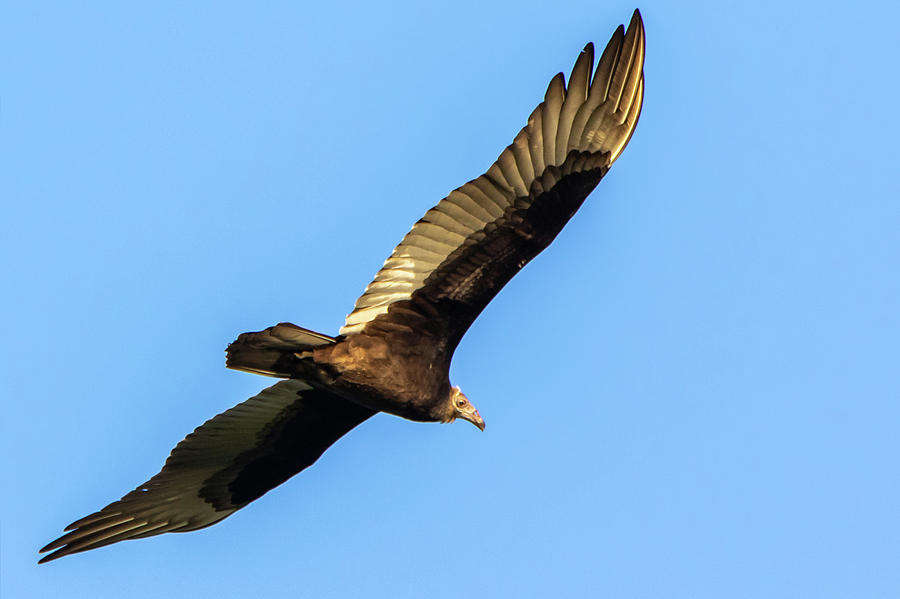 Turkey Vulture Flying in the Sky in Hueston Woods State Park, Ohio by Ami Parikh Turkey Vulture Flying in the Sky in Hueston Woods State Park, Ohio by Ami Parikh