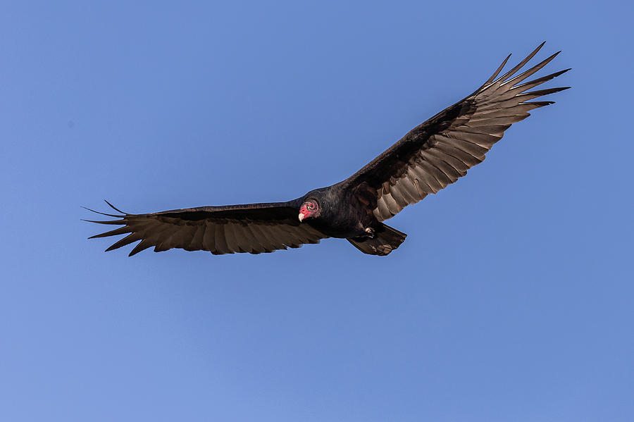 Turkey Vulture in Flight in Colorado Photograph by Tony Hake