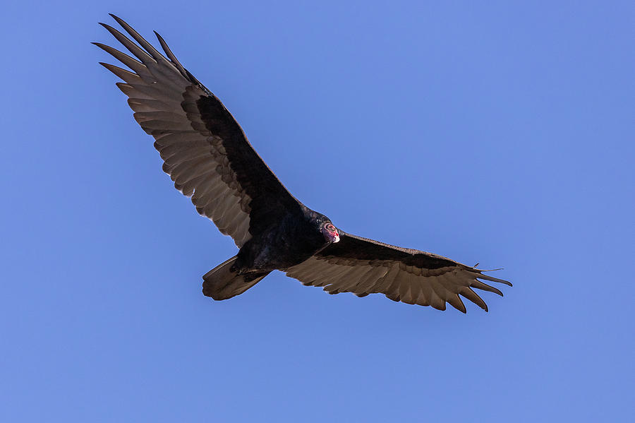 Turkey Vulture in Flight Photograph by Tony Hake