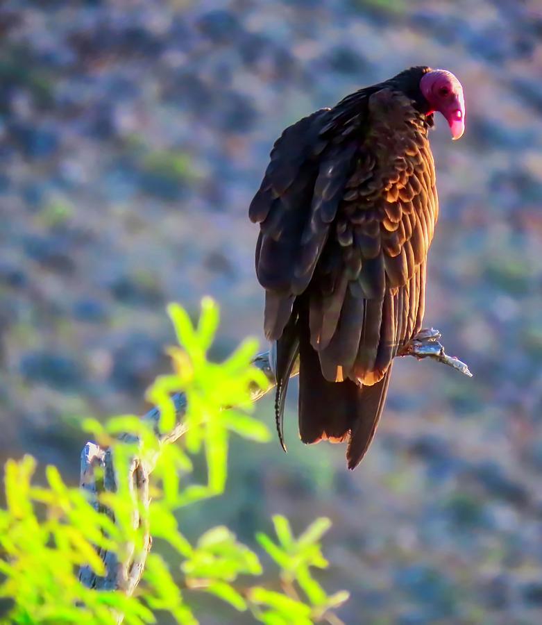 Turkey Vulture in the Sonoran Desert Photograph by Judy Kennedy