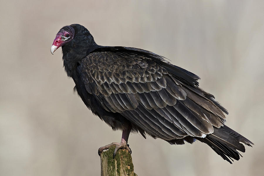 Turkey Vulture Photograph by James Zipp