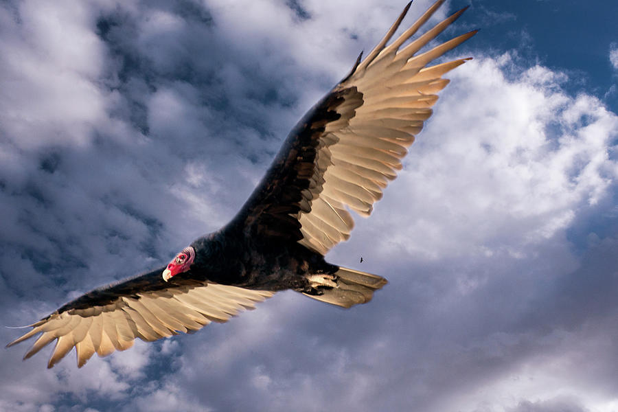 Turkey Vulture Photograph by John Bartelt