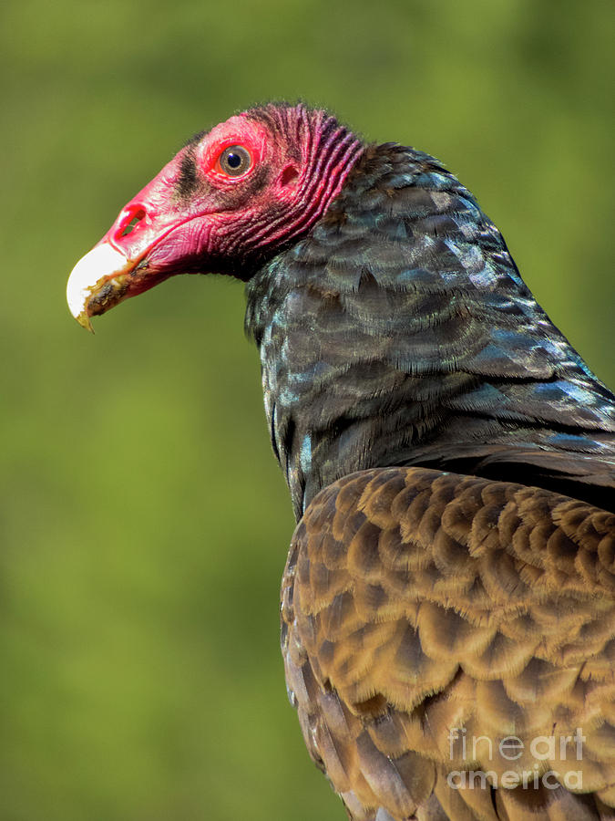 Turkey Vulture Photograph