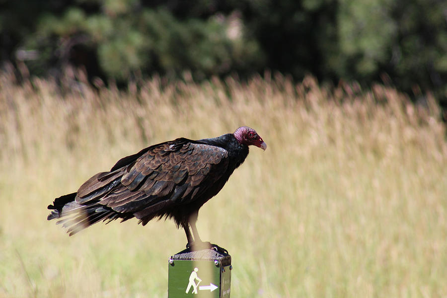 Turkey vulture on a post Photograph by Thomas Samida