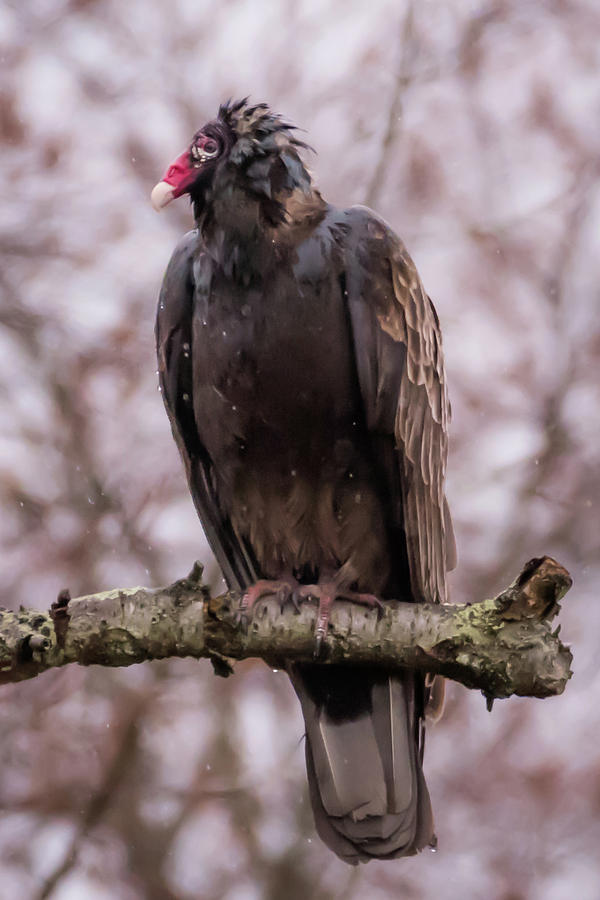 Turkey Vulture Peace Eagle Perched Photograph by Terry DeLuco