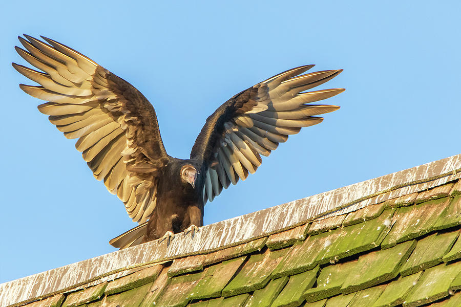 Turkey Vulture Perched on a Roof in Hueston Woods State Park, Ohio by Ami Parikh Turkey Vulture Perched on a Roof in Hueston Woods State Park, Ohio by Ami Parikh