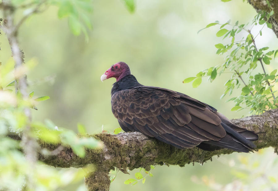 Turkey Vulture Portrait Photograph by Angie Vogel