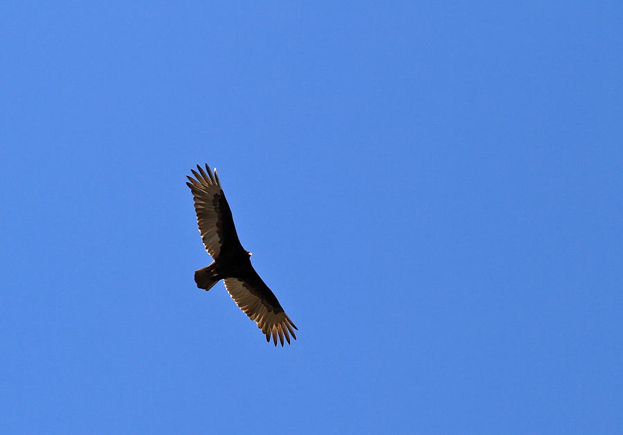 Turkey Vulture Soaring Photograph by Ed Riche