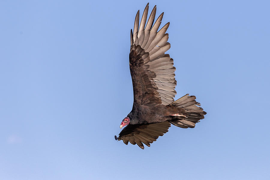 Turkey Vulture Soars with Ease Photograph by Tony Hake