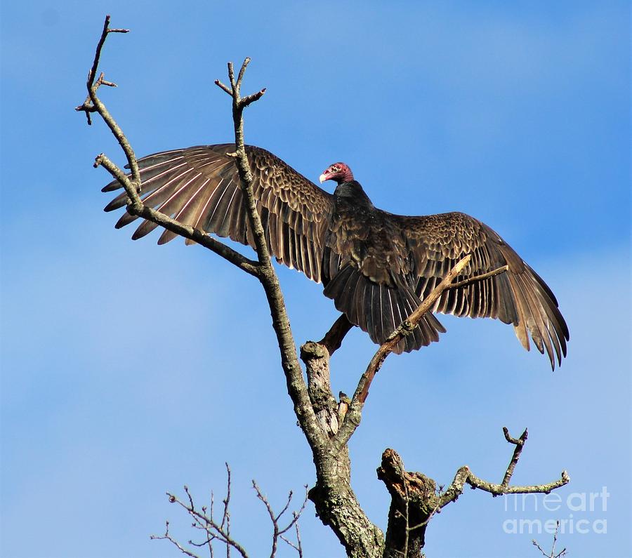 Virginia, Turkey vulture the Sun Photograph by B Foster