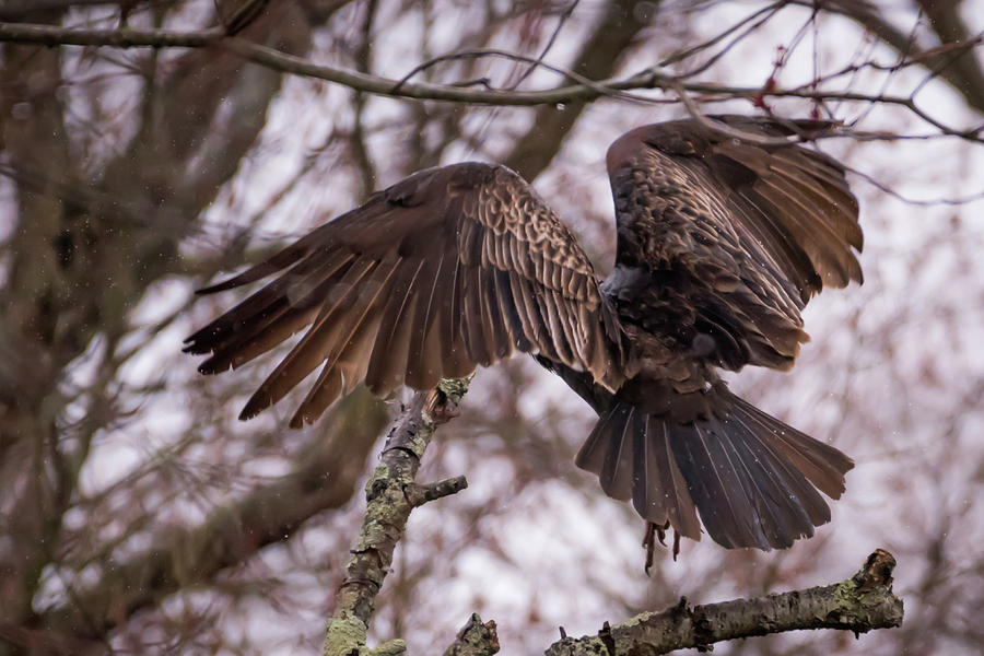 Turkey Vulture Wings Taking Off In The Rain Photograph by Terry DeLuco