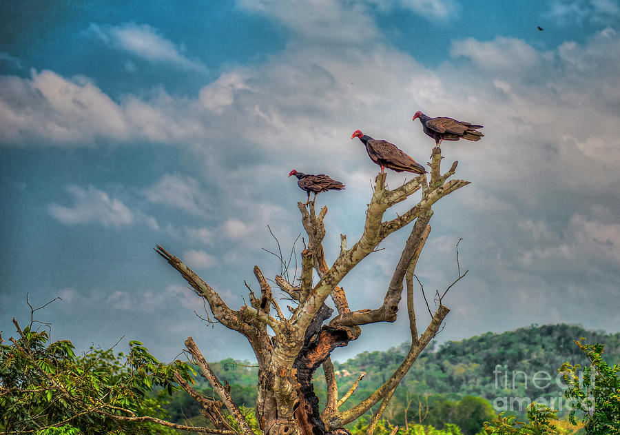 Turkey Vultures Belize  Photograph by David Zanzinger