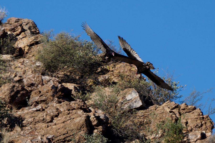 Turkey Vultures Photograph by Dennis Boyd