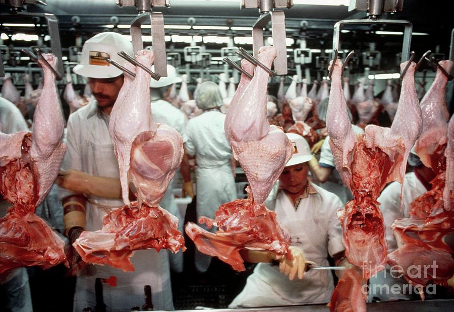Turkeys Being Butchered In Abattoir Photograph by Peter Menzel/science Photo Library
