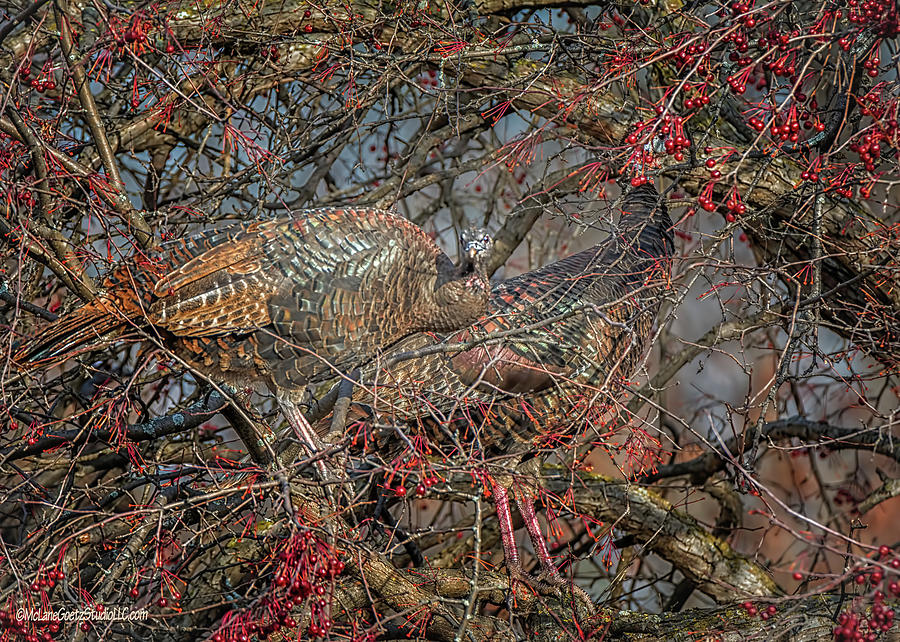 Turkeys in Berry Tree Photograph by LeeAnn McLaneGoetz McLaneGoetzStudioLLCcom
