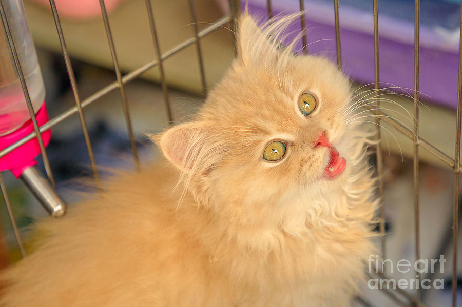 Turkish Angora cat in pet store Photograph by Benny Marty