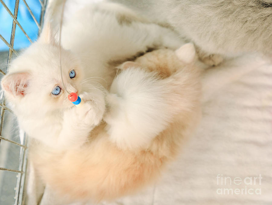 Turkish Angora kittens with pet toy Photograph by Benny Marty