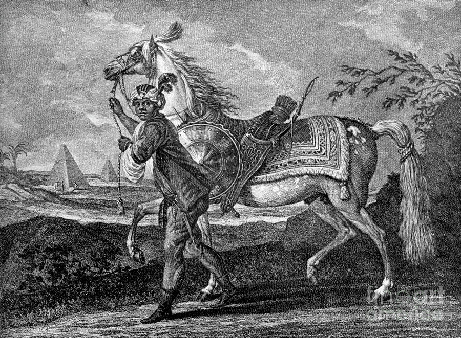 Turkish Arabian Horse, 1722 1938 Drawing by Print Collector