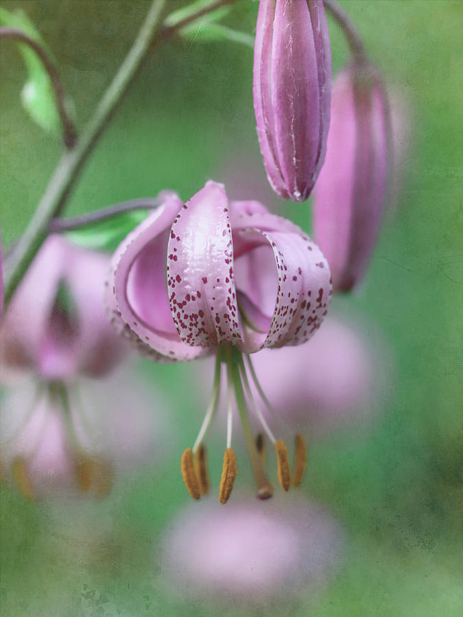 Turks Cap Lily By Tl Wilson Photography Photograph
