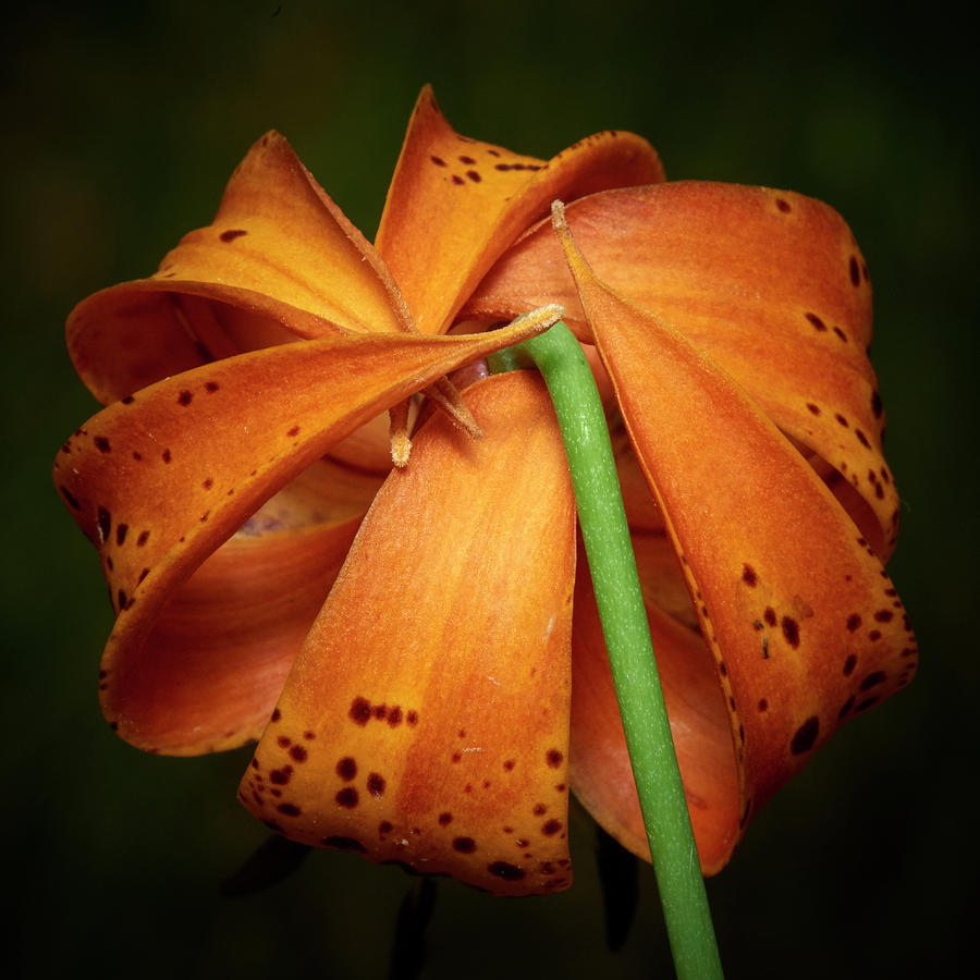 Turks Cap Lily Close up Photograph by Paul Freidlund