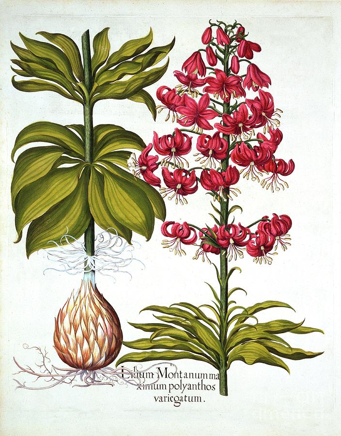 Turks Cap Lily Drawing by Heritage Images