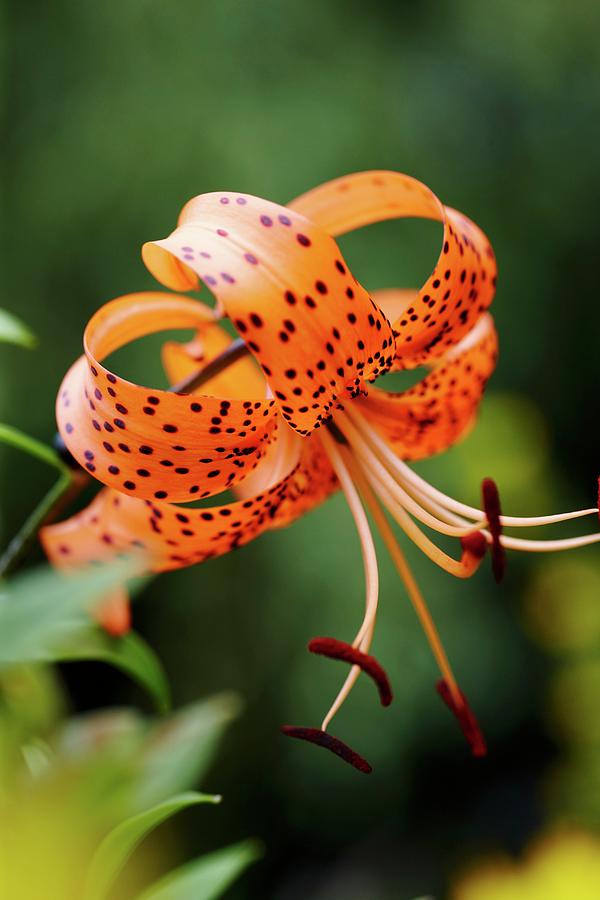Turks Cap Lily In Garden close-up Photograph by Yvonne Duivenvoorden