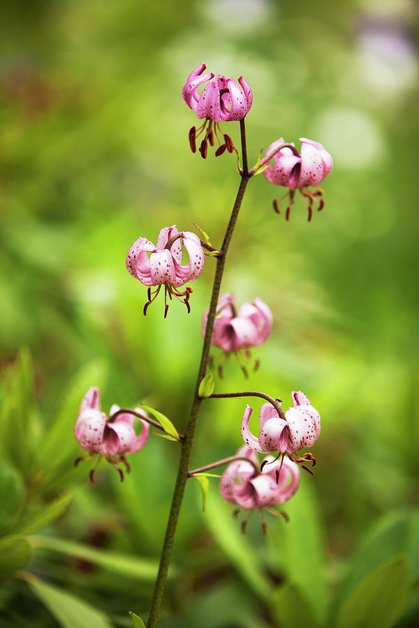 Turks Cap Lily In Garden Photograph by Per Magnus Persson