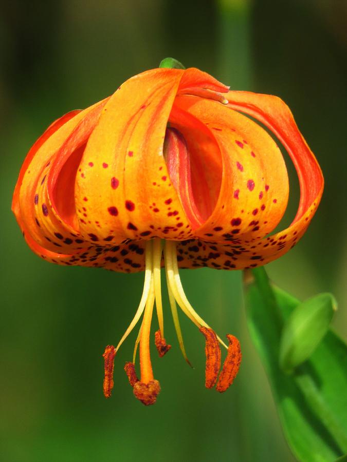Turks Cap Lily  Photograph by Lori Frisch