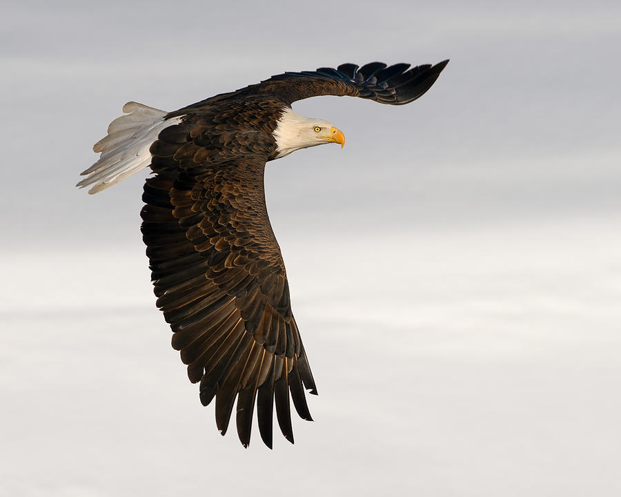 Eagle Photograph - Turn Around by John Fan
