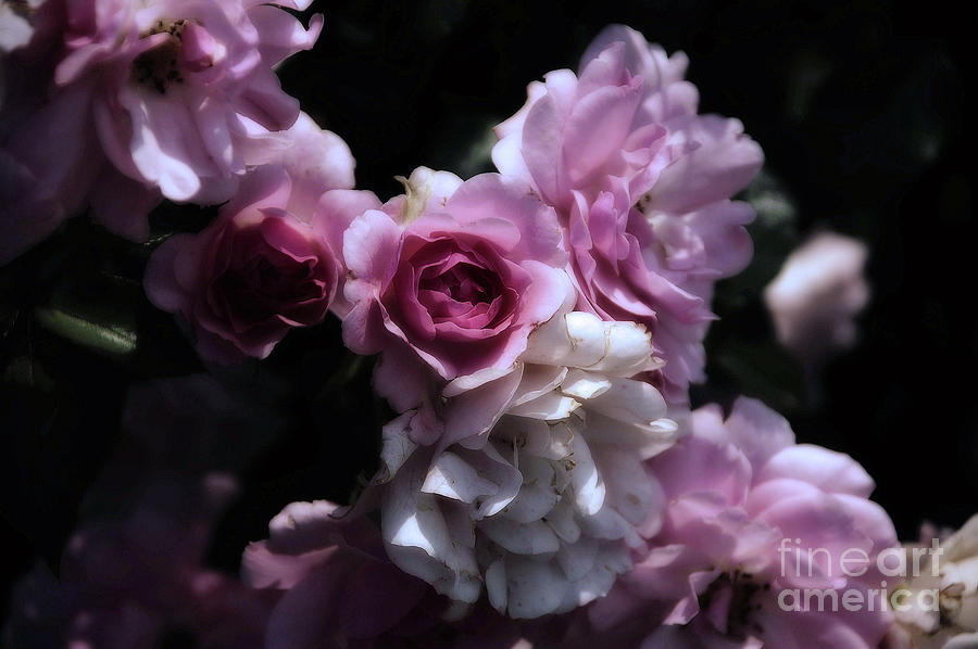 Turn of the Century Roses Photograph by Elaine Manley