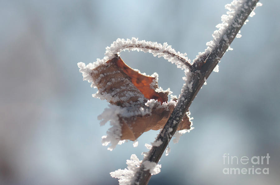 Turned Leaf with Frost Photograph by Julia McHugh