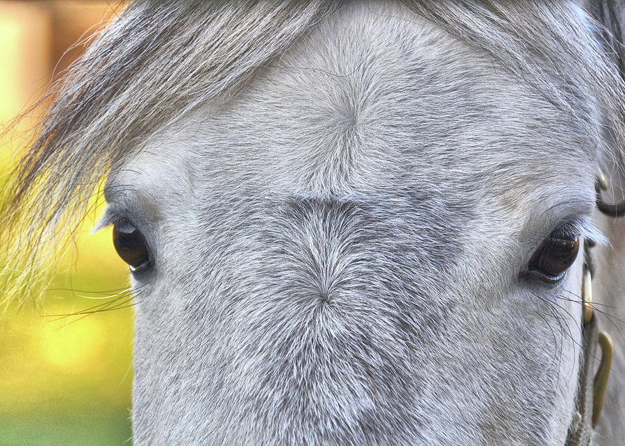 Turned Out Gray Photograph by Dressage Design