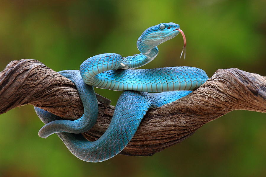 Viper Photograph - Turquoise Blue Viper by Pujo Laksono