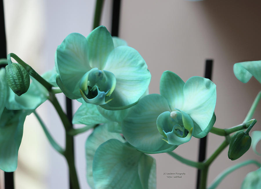Turquoise Orchids Landscape Photograph by Jeanette C Landstrom