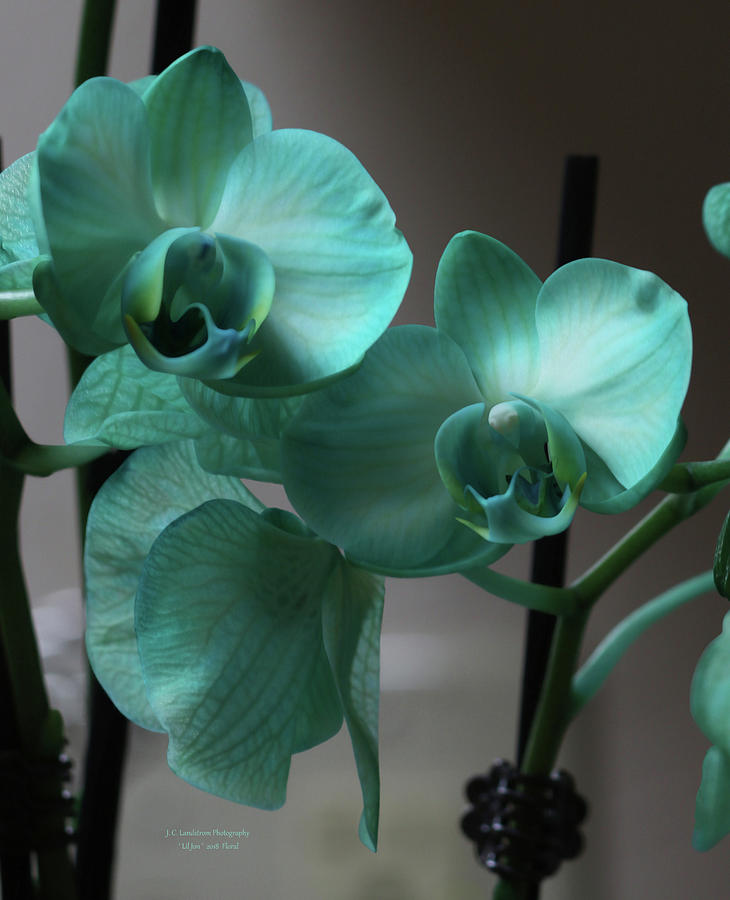 Turquoise Orchids Portrait Photograph by Jeanette C Landstrom