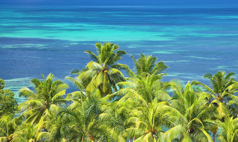 Turquoise Sea Beyond Palms, Praslin Photograph by David C Tomlinson