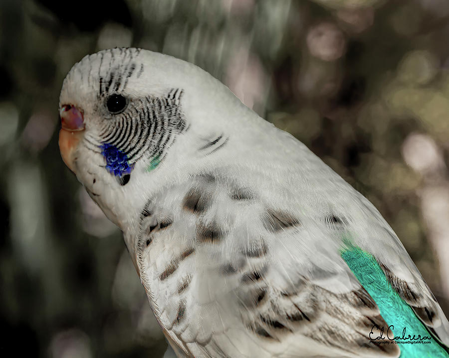 pure white parakeet