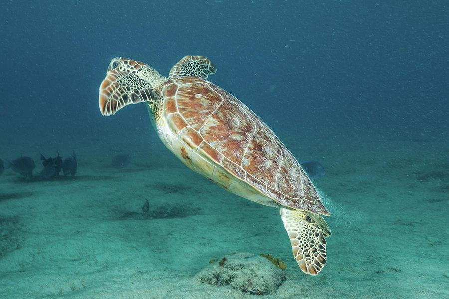 Turtle 2 Photograph By Robert Wrenn - Fine Art America