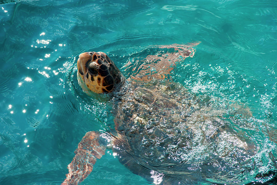 Turtle Photograph by Anna Kluba - Fine Art America