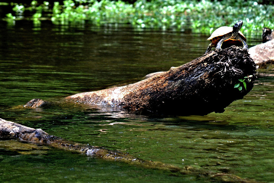 Turtle at Lake Greenwood Photograph by Tara Potts
