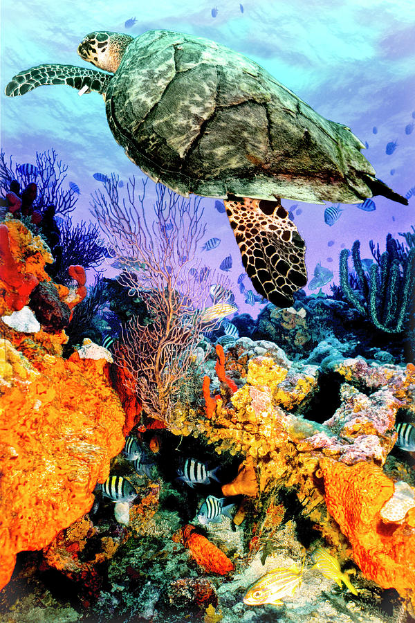 Turtle at the Reef Deep Colors Photograph by Debra and Dave Vanderlaan