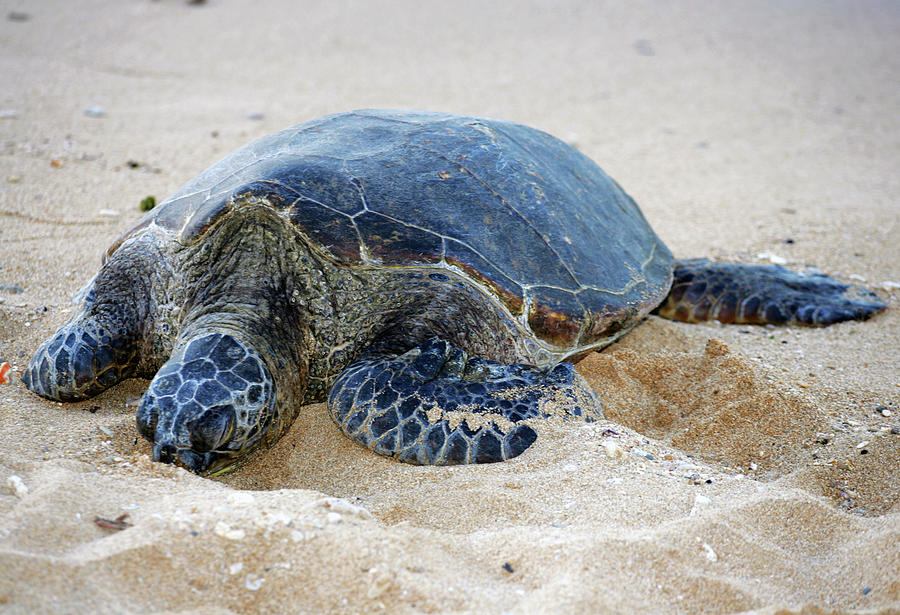 Turtle Beach Photograph by Anthony Jones