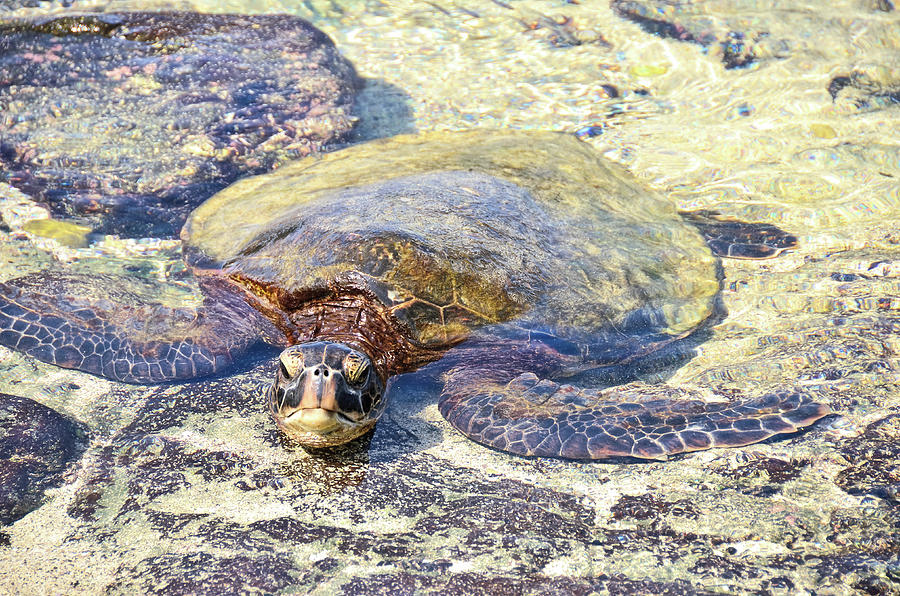 Turtle Camouflage Photograph by David Lawson
