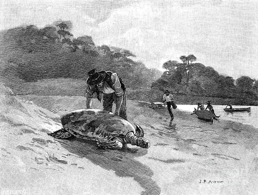 Turtle Catching, 1886.artist Julian Drawing by Print Collector