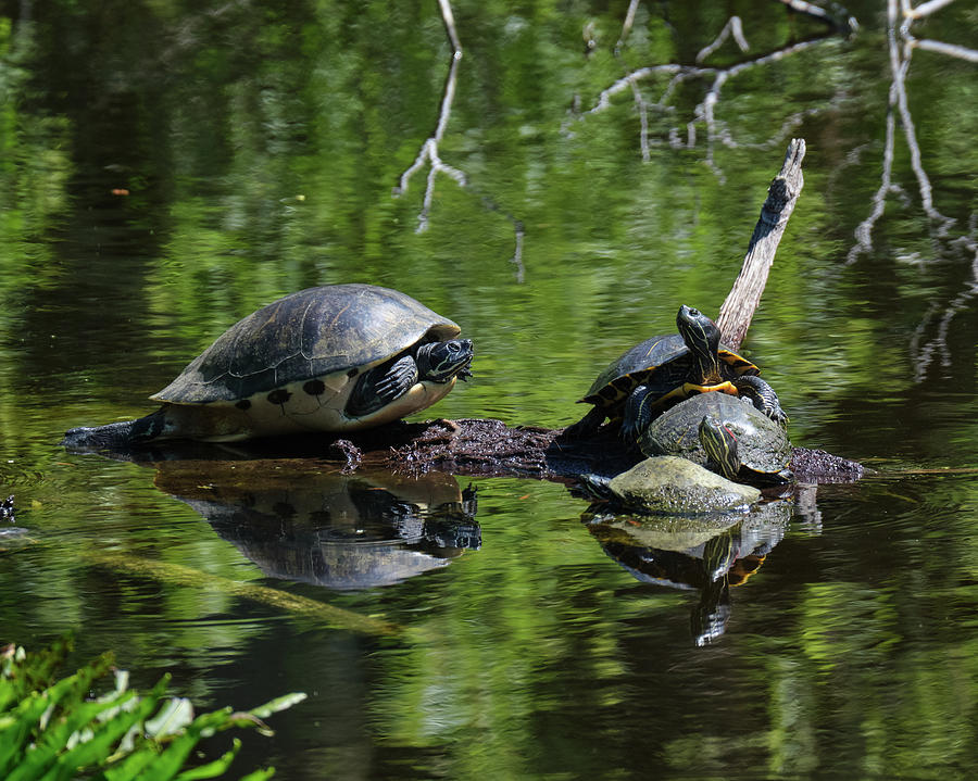 Turtle Convention Photograph by William Trautman - Pixels