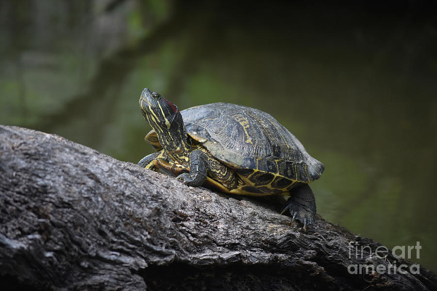 Turtle Creeping Up a Fallen Tree in the Swamp Photograph by DejaVu ...