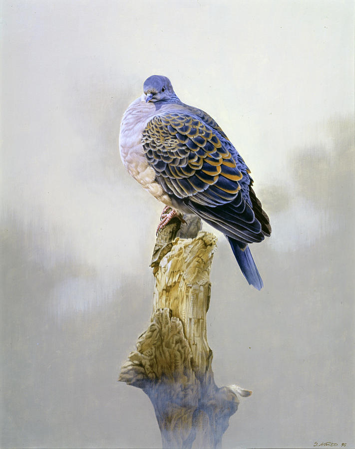 Turtle Dove Painting by Joh Naito