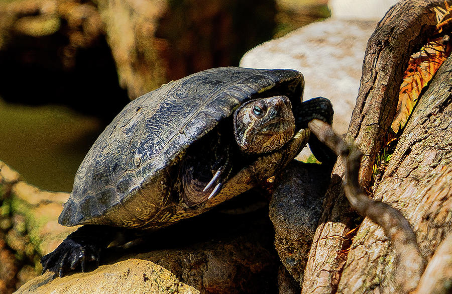 Turtle Photograph by Fabienne Lawrence - Fine Art America