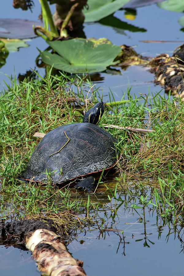 Turtle Photograph - Turtle Happy Place by William Tasker